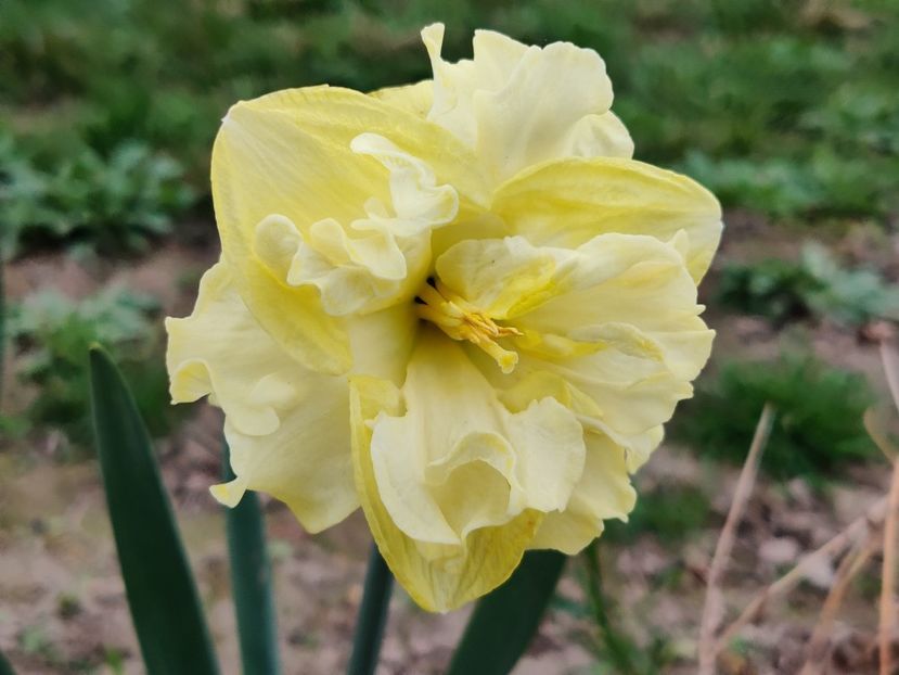 Sunny side up - dupa 10 zile - Narcise