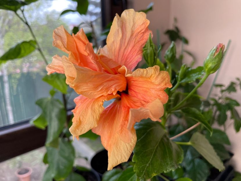  - 0006 - Hibiscusi 2025 - 1