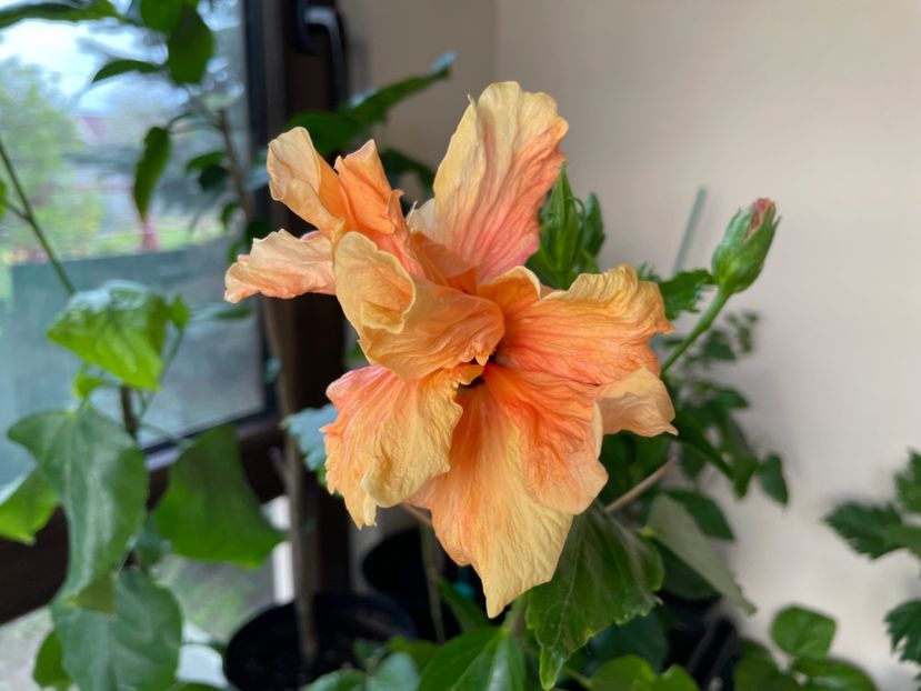  - 0006 - Hibiscusi 2025 - 1
