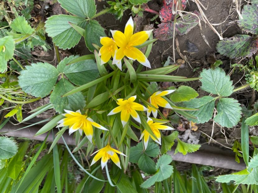  - 0005 - Gradina - 2025