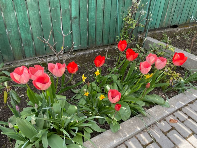  - 0005 - Gradina - 2025