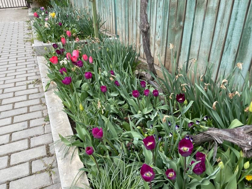  - 0005 - Gradina - 2025