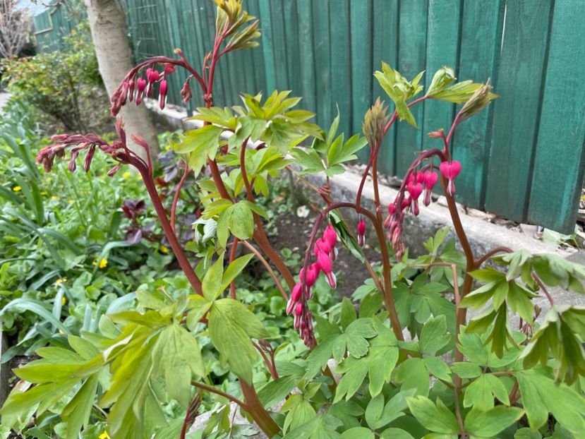  - 0005 - Gradina - 2025