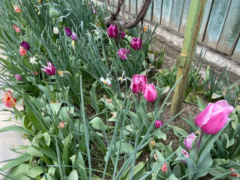 - 0005 - Gradina - 2025