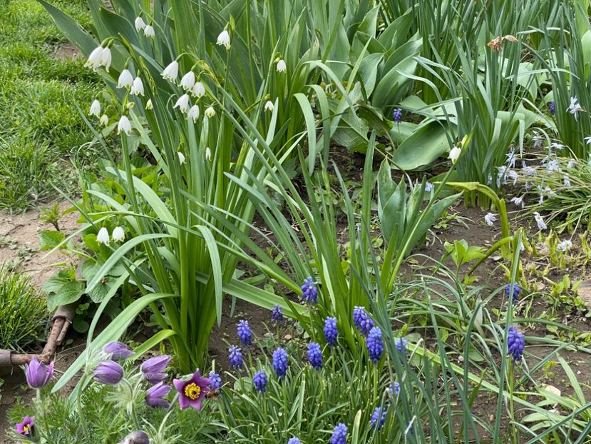  - 0005 - Gradina - 2025