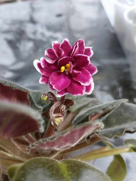 Prima inflorire - AV- POSLEDNIE LIUBOVI SAMURAI