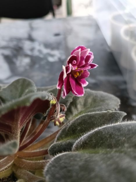  - AV- POSLEDNIE LIUBOVI SAMURAI