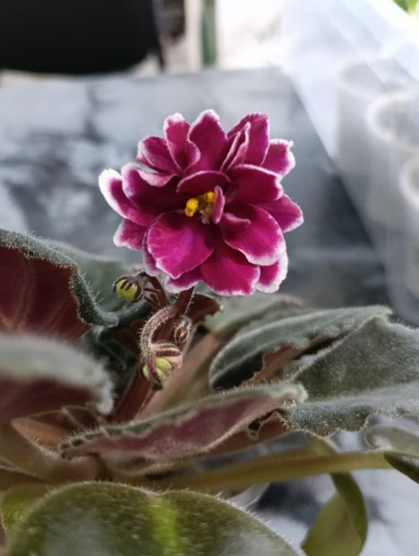  - AV- POSLEDNIE LIUBOVI SAMURAI