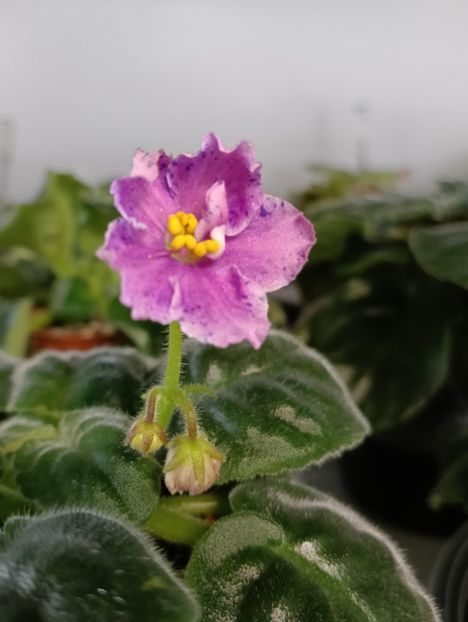 Prima inflorire - PODVENECHNAYA