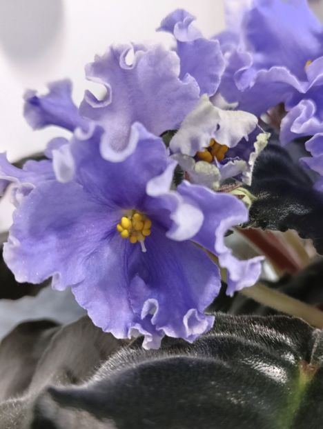  - GR- NICENICA ZORIANA