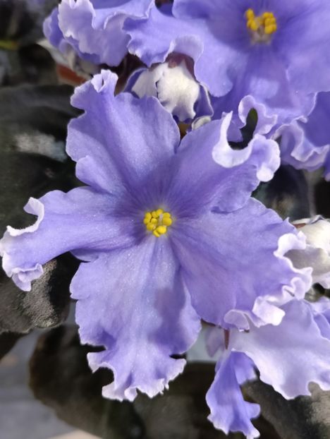  - GR- NICENICA ZORIANA