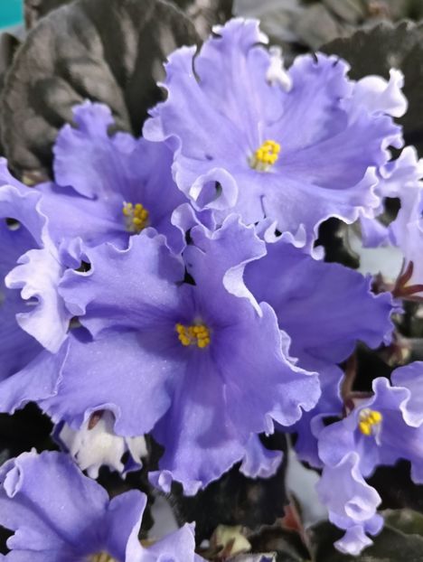  - GR- NICENICA ZORIANA