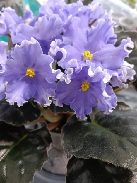  - GR- NICENICA ZORIANA