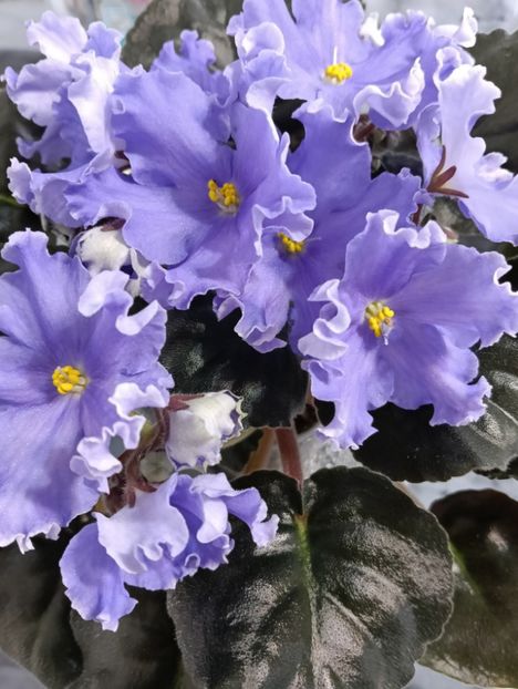  - GR- NICENICA ZORIANA