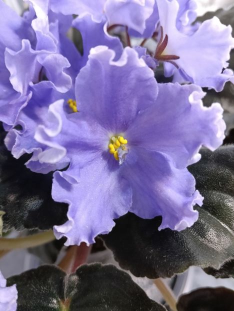  - GR- NICENICA ZORIANA