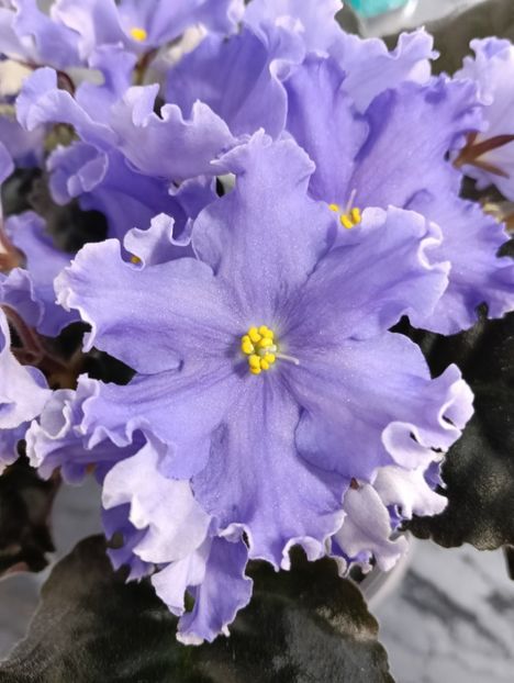  - GR- NICENICA ZORIANA