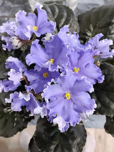  - GR- NICENICA ZORIANA