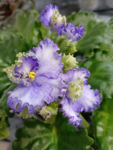  - OPTIMARA EVER PRECIOUS