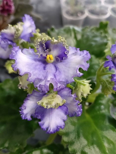  - OPTIMARA EVER PRECIOUS