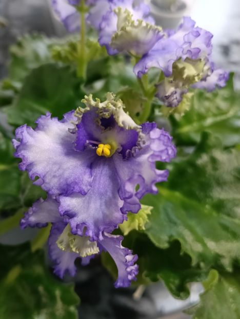  - OPTIMARA EVER PRECIOUS