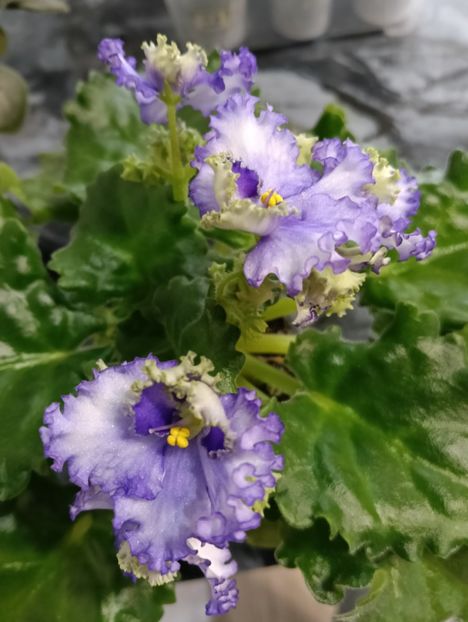  - OPTIMARA EVER PRECIOUS