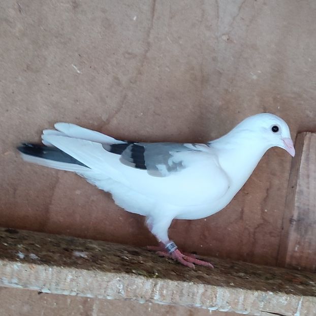 Pui 25-304 - Bălțat vanat