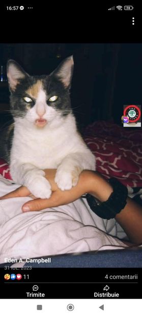 Screenshot_2025-02-05-16-57-11-890_com.facebook.katana - 2025 poze