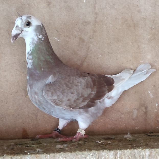 Femela  24 - fara inel - Bălțat rosu