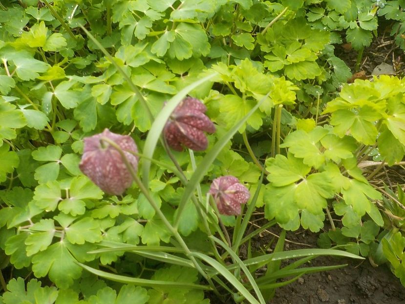  - fritillaria meleagris
