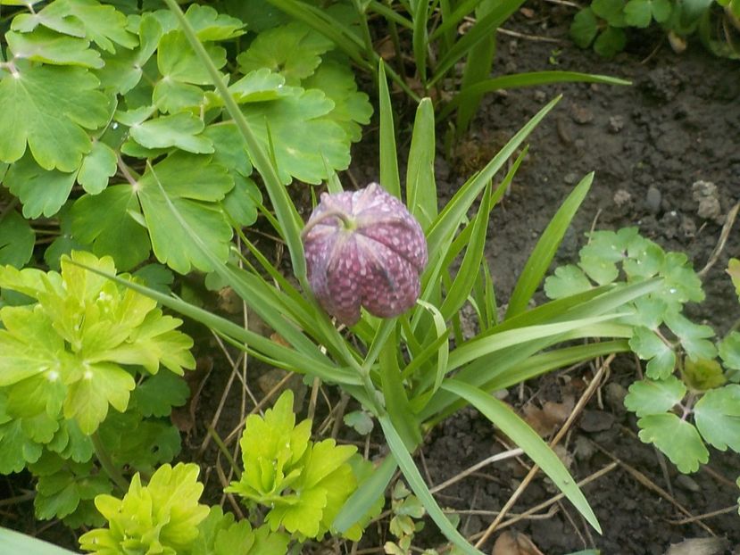  - fritillaria meleagris