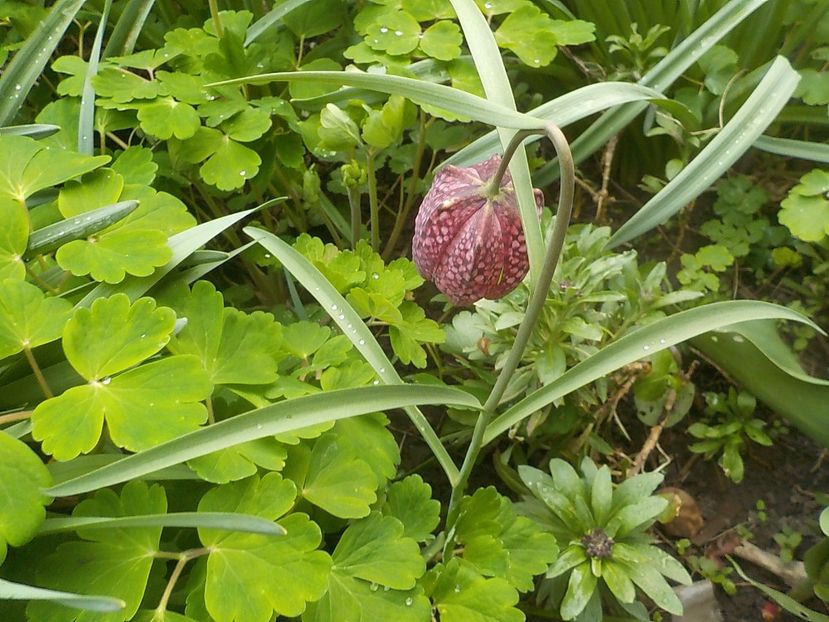  - fritillaria meleagris