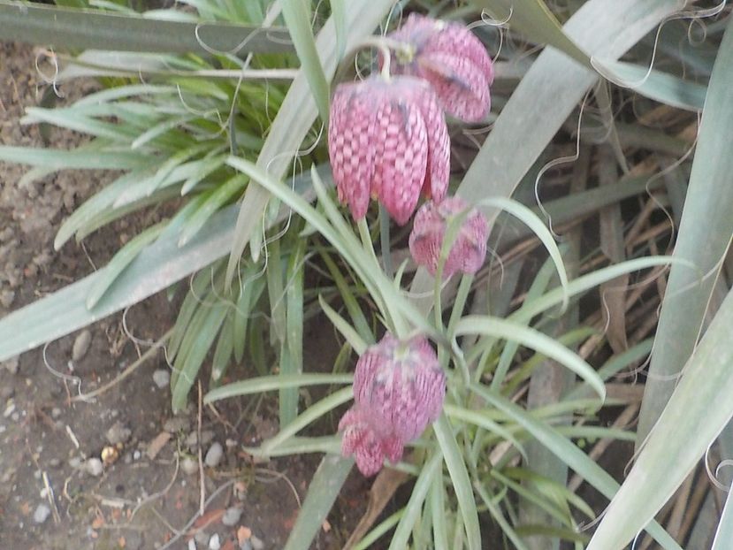  - fritillaria meleagris
