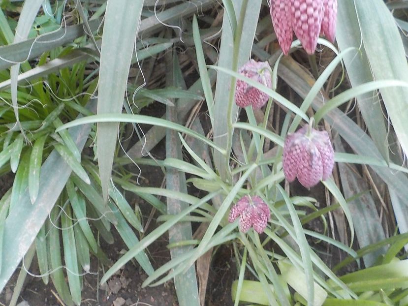  - fritillaria meleagris