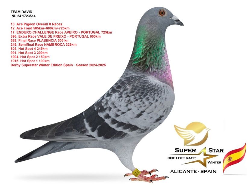 24-1723514 NL- Columbodrom Superstar Spania - Porumbei columbodroame