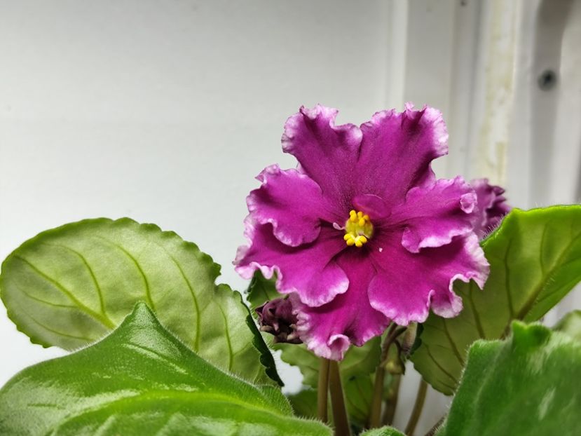 14.04.2025 - AV Samuraj