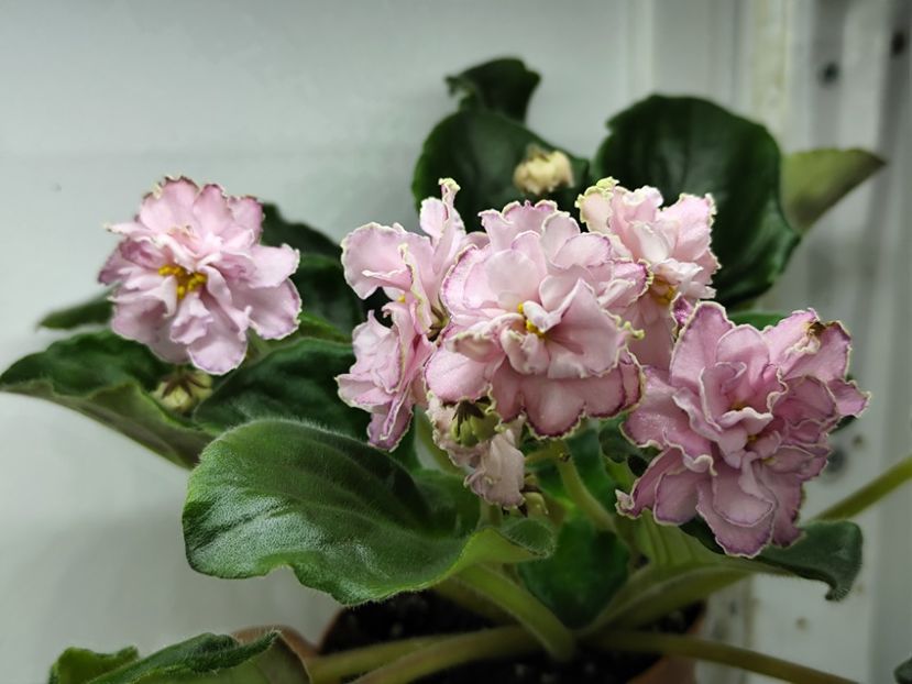 14.04.2025 - SM Marlezonskij Balet