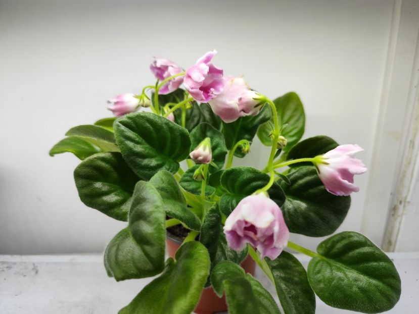 14.04.2025 - RM Volshebny Tulpan sau Magic Tulip