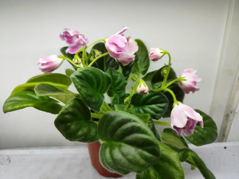 14.04.2025 - RM Volshebny Tulpan sau Magic Tulip