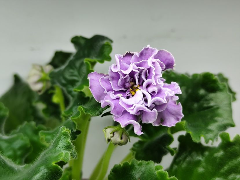 14.04.2025 - AV Damasskaya Roza