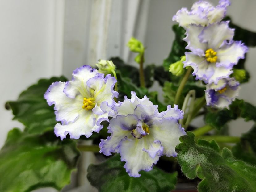 14.04.2025 - MA s Ching Dinasty