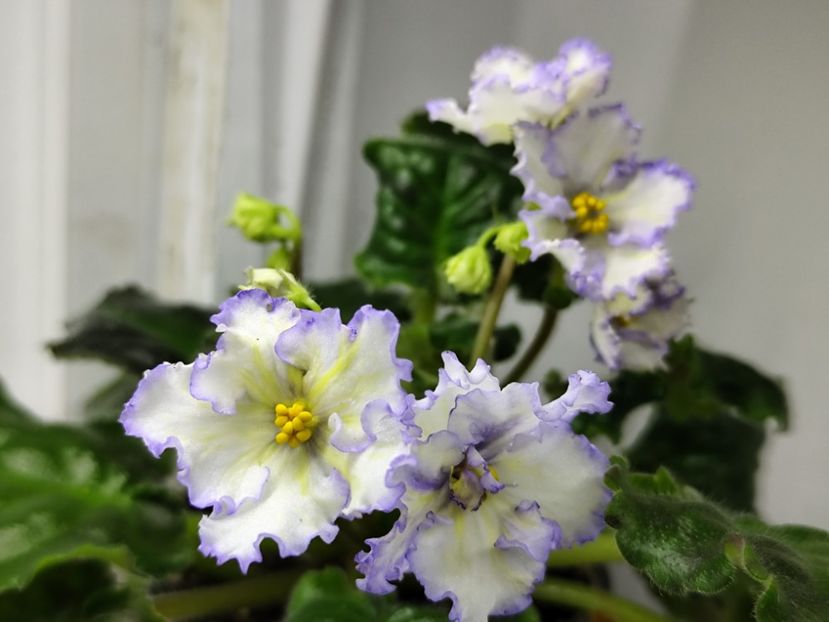 14.04.2025 - MA s Ching Dinasty