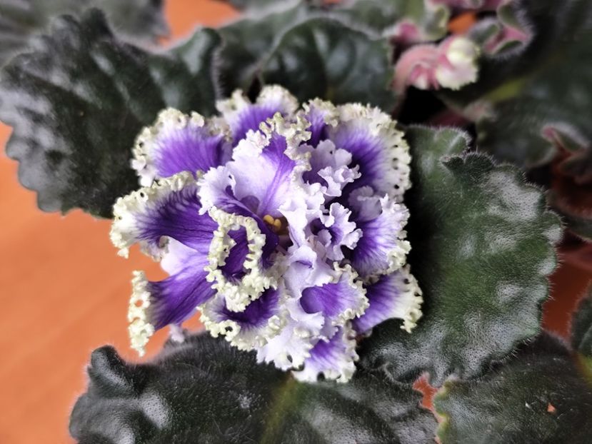 14.04.2025 - RM Illyria