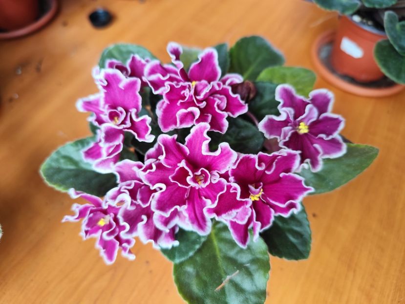 14.04.2025 - Arcturus