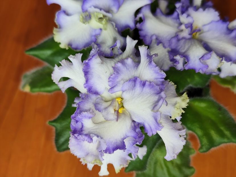 14.04.2025 - RM Golubaya Lenta