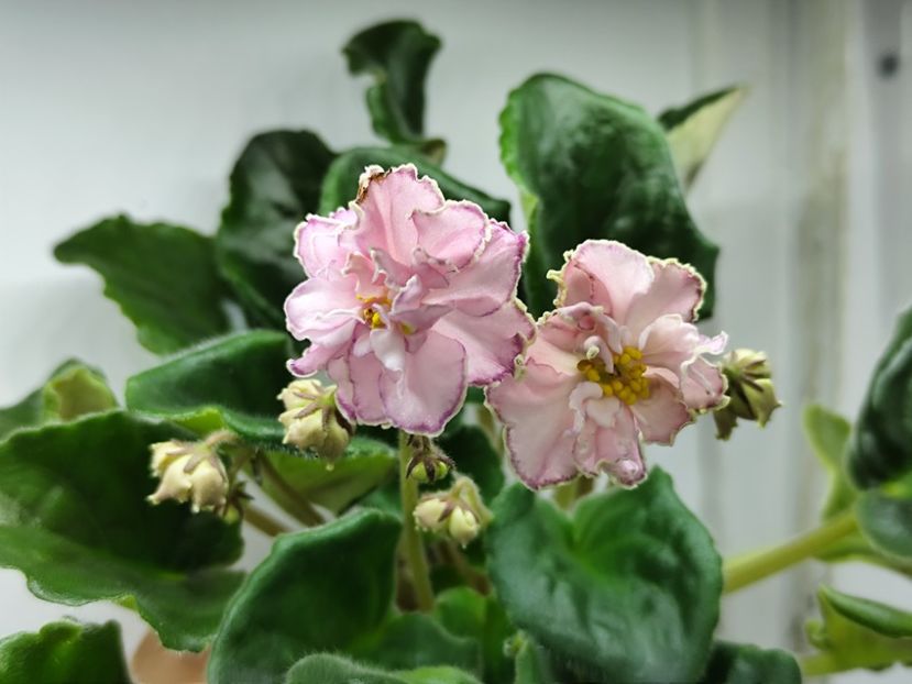 14.04.2025 - SM Marlezonskij Balet