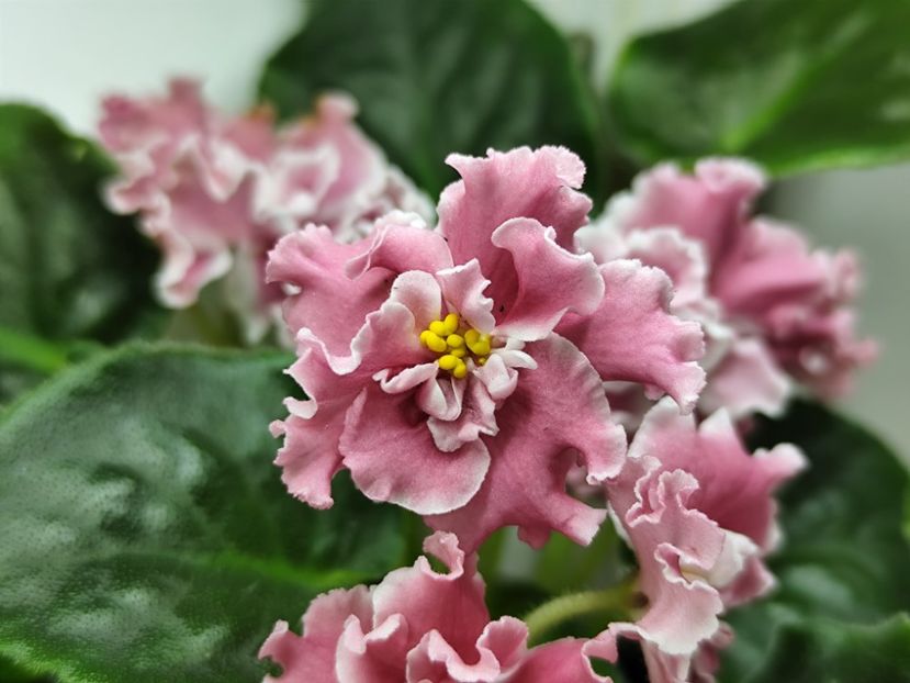 14.04.2025 - PT Elizaveta