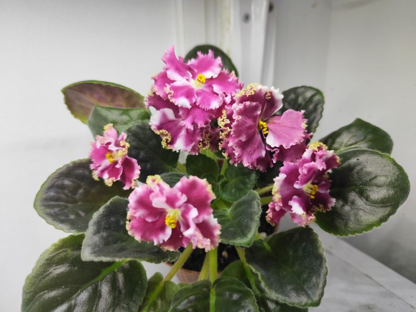 14.04.2025 - KO Petushok Zolotoj Grebeshok