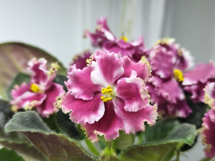 14.04.2025 - KO Petushok Zolotoj Grebeshok