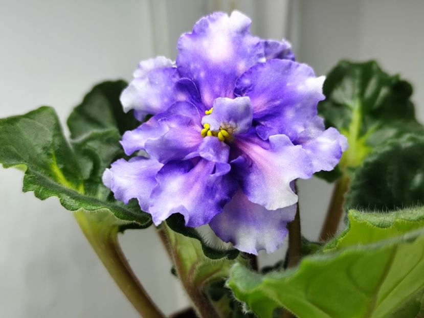 14.04.2025 - Dn Faina Kralia