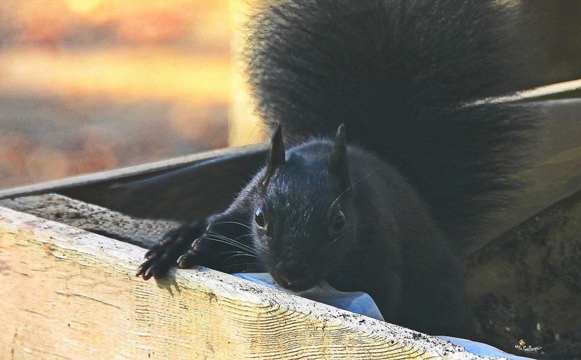 Blacky - B - ANIMALS